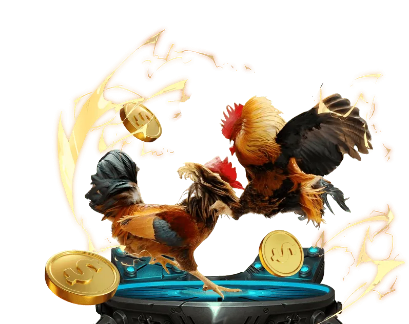 Người chơi đang theo dõi trận đá gà trực tuyến trên nền tảng f1686 game bài